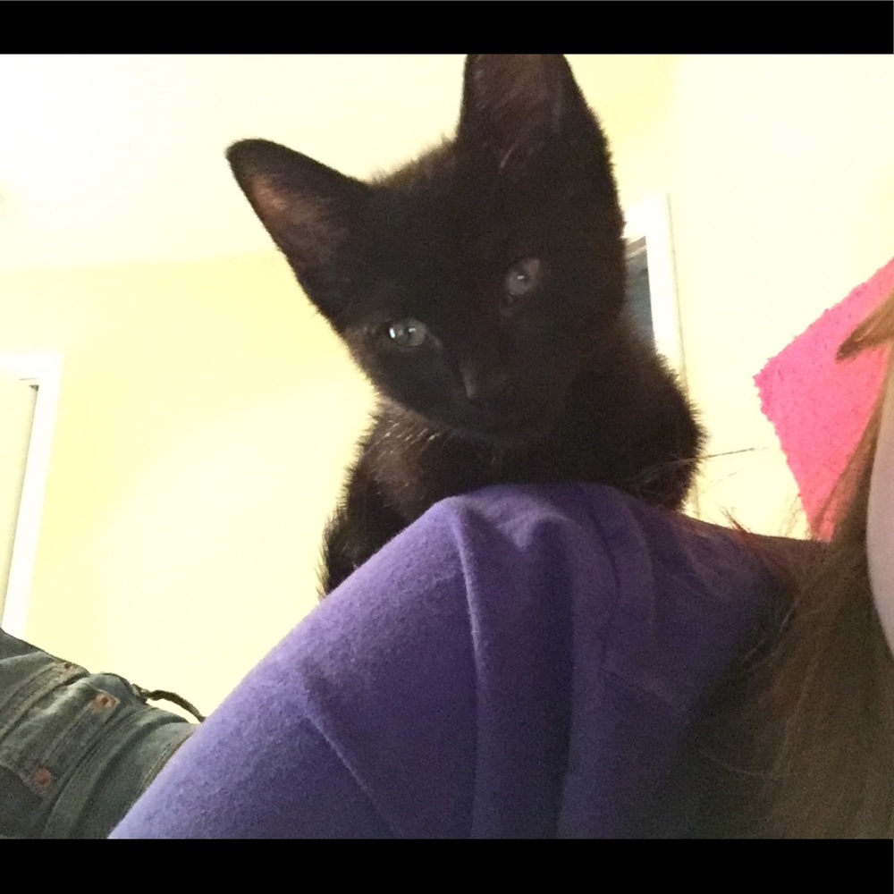 Meet your Posher, Sydney